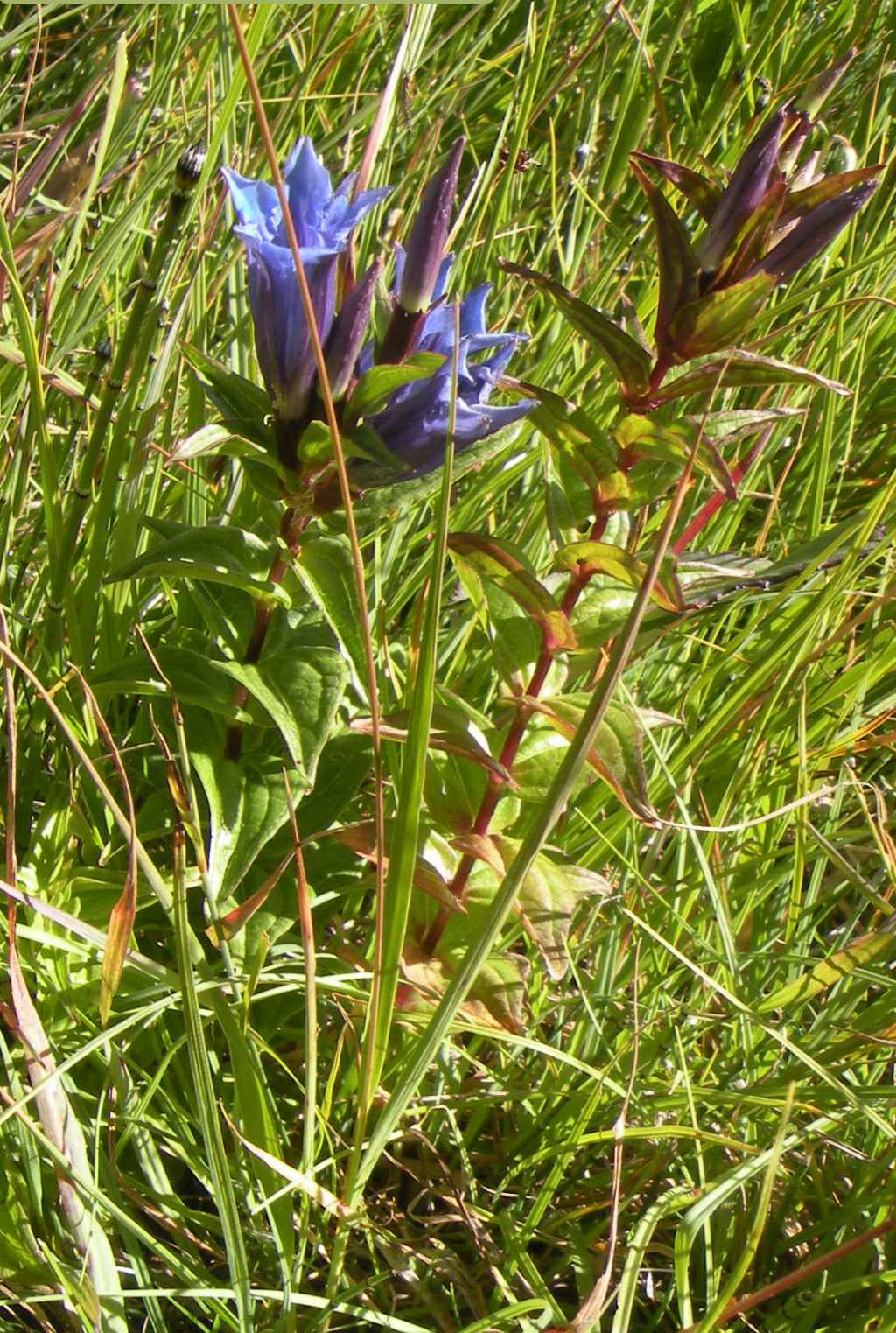 Gentiana: asclepiadea o cruciata?  Gentiana asclepiadea